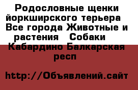 Родословные щенки йоркширского терьера - Все города Животные и растения » Собаки   . Кабардино-Балкарская респ.